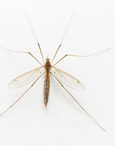 Réf. 344 823 : Tipula sp.